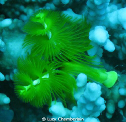 Christmas Tree Worms by Lucy Chamberlain 